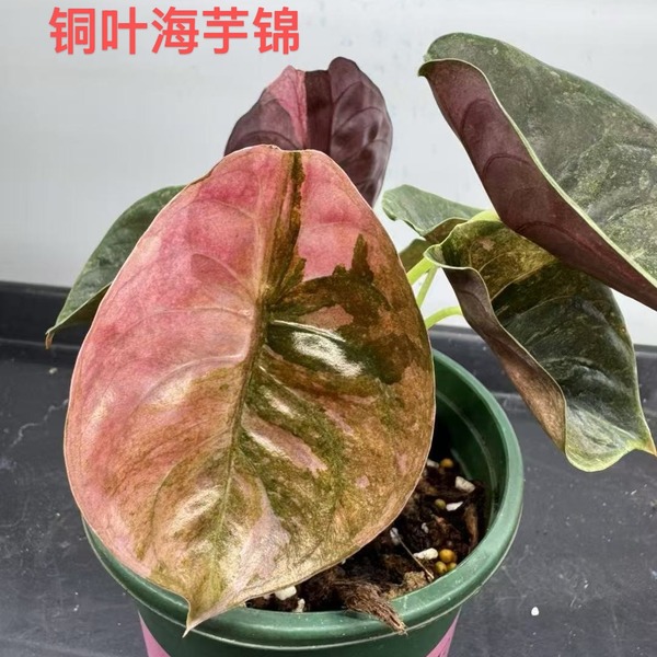 Alocasia Cuprea Red Secret Variegated Pink — appearance reference