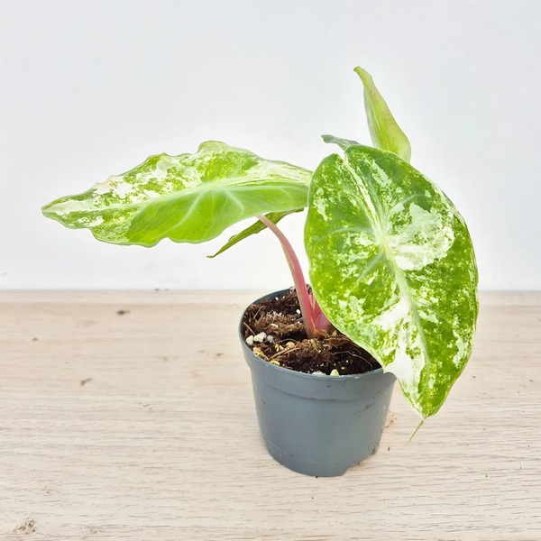 Alocasia pink dragon variegata — appearance reference