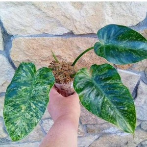 Alocasia Sinuаtа Var. — Tissue Culture Plantlets