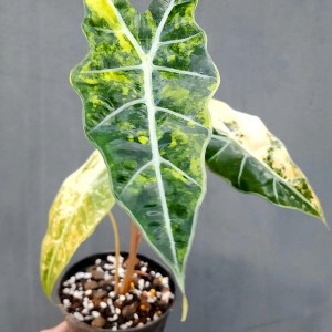 Alocasia Pseudo Sanderiana Aurea Variegated — Tissue Culture Plantlets