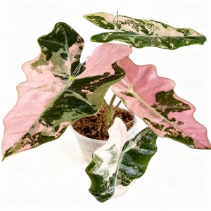 Alocasia sanderiana ‘Pseudo sanderiana’ Pink variegata — Tissue Culture Plantlets