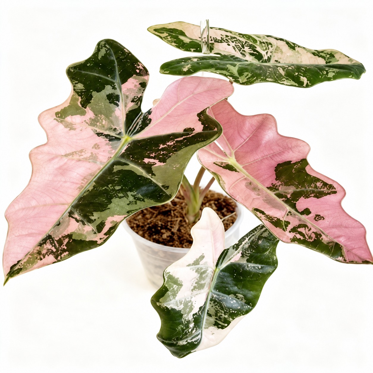 Alocasia sanderiana 'Pseudo sanderiana' Pink variegata — appearance reference