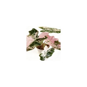 Alocasia sanderiana ‘Pseudo sanderiana’ Pink variegata — Tissue Culture Plantlets