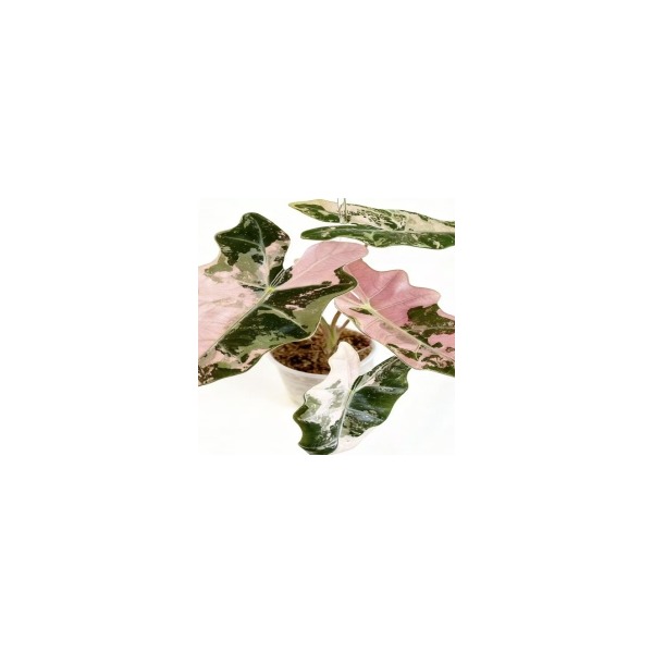 Alocasia sanderiana 'Pseudo sanderiana' Pink variegata — appearance reference