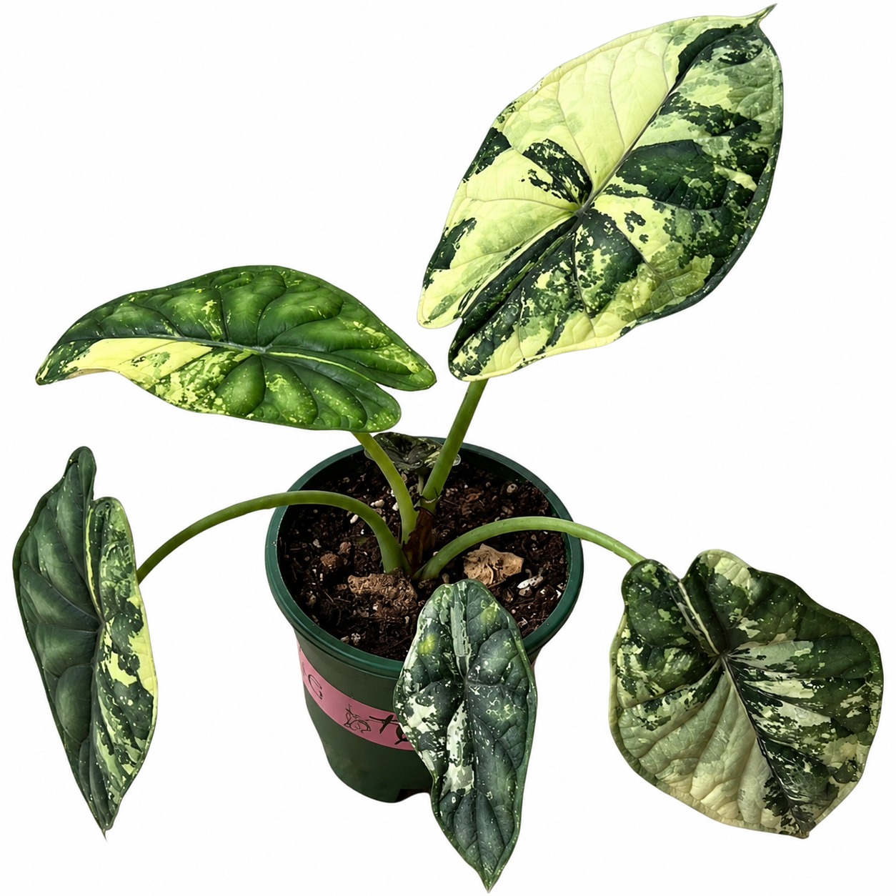 Alocasia Baginda ‘Dragon Scale Variegata’ — appearance reference