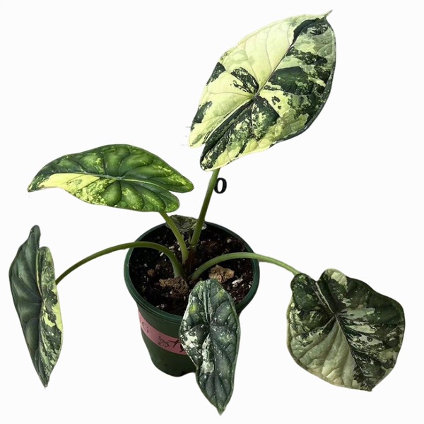 Alocasia Baginda ‘Dragon Scale Variegata’ — appearance reference