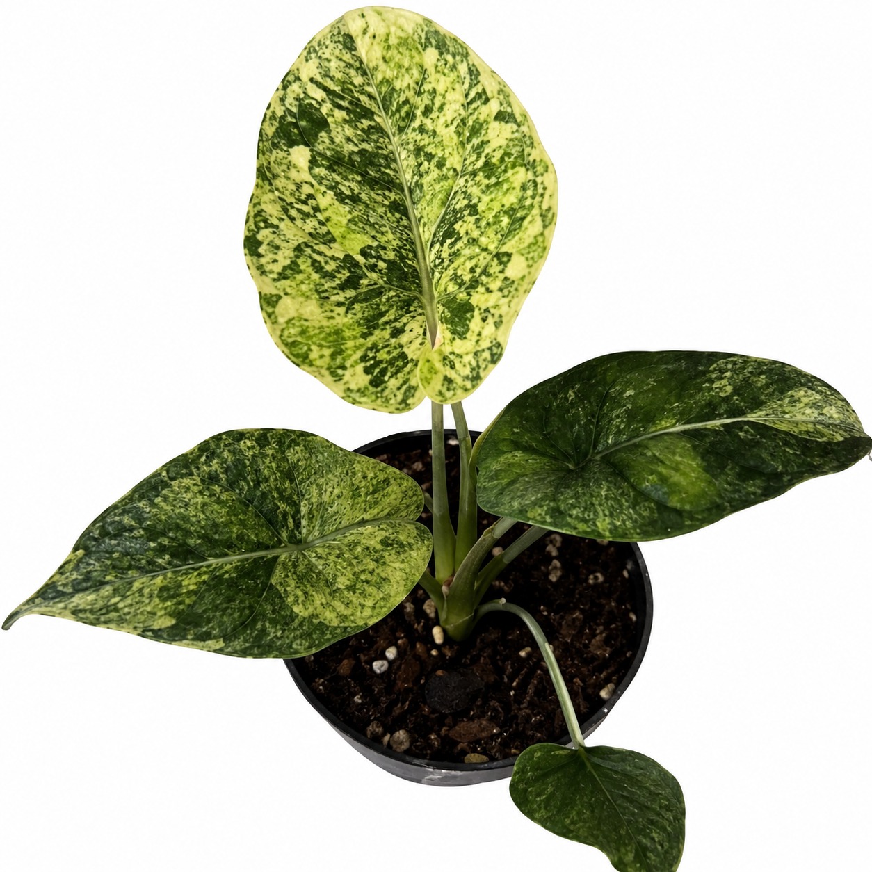 Alocasia Baginda 'Dragon Scale' Aurea Variegata — appearance reference