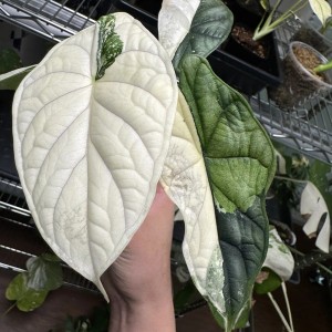 Alocasia Dragon Scale Albo Variegated — Tissue Culture Plantlets