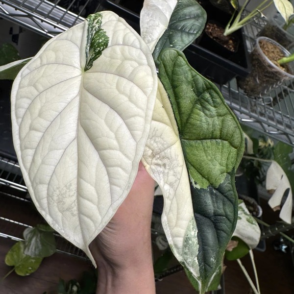 Alocasia Dragon Scale Albo Variegated — appearance reference
