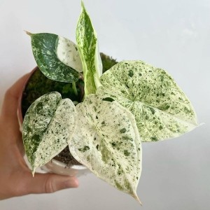 Alocasia Dragon Scale Mint Variegated — Tissue Culture Plantlets