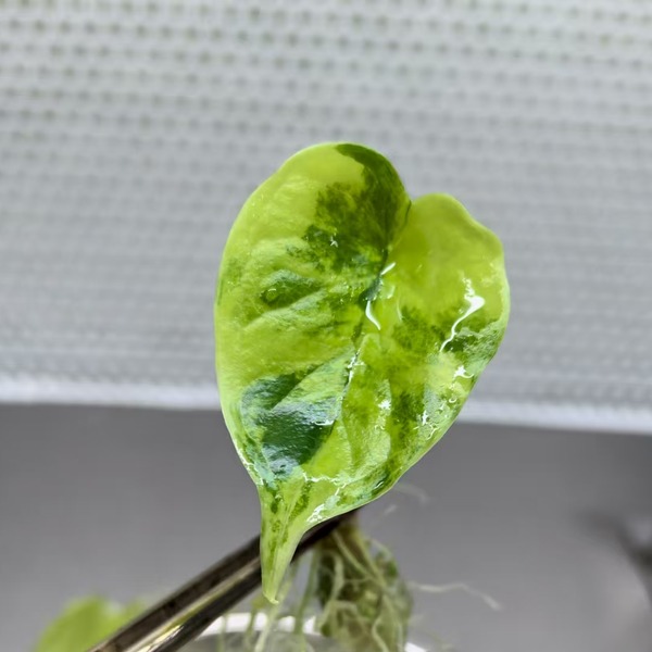 Alocasia 'Dragon Scale Aurea Variegata' — appearance reference