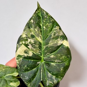 Alocasia Regale Aurea Variegata — Tissue Culture Plantlets