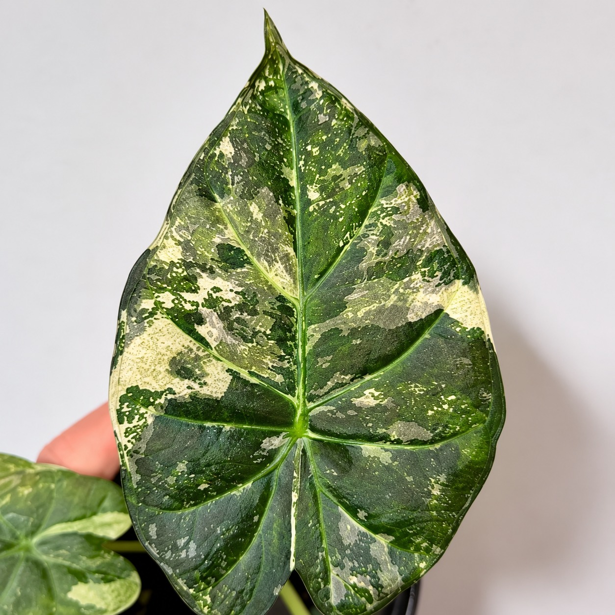 Alocasia Regale Aurea Variegata — appearance reference