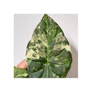 Alocasia Regale Aurea Variegata — Tissue Culture Plantlets