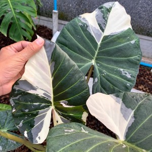 Alocasia Regale Albo Variegated — Tissue Culture Plantlets