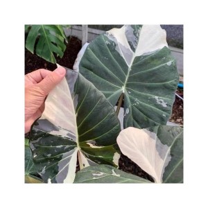Alocasia Regale Albo Variegated — Tissue Culture Plantlets