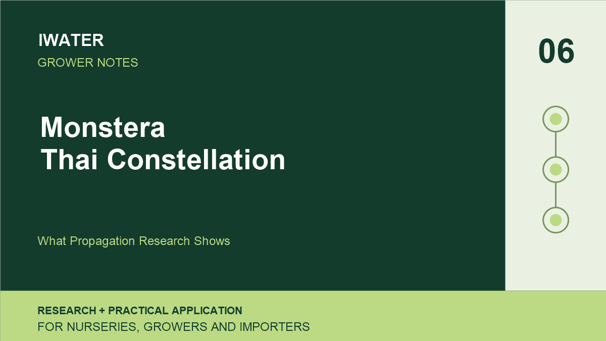 Monstera Thai Constellation — What Propagation Research Shows