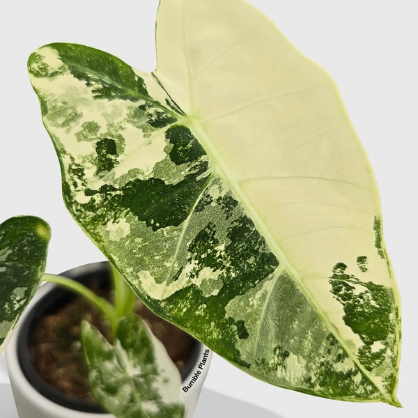 Alocasia 'Frydek Aurea Variegata' — appearance reference