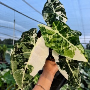 Alocasia Frydek Albo Variegata — Tissue Culture Plantlets