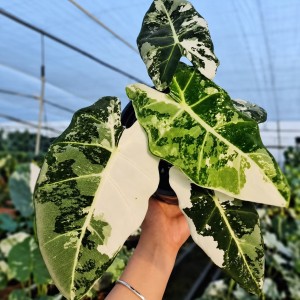 Alocasia Frydek Albo Variegata — Tissue Culture Plantlets