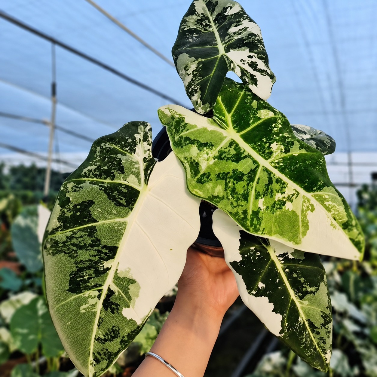 Alocasia Frydek Albo Variegata — appearance reference