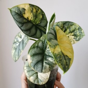 Alocasia Silver Dragon Variegated — Tissue Culture Plantlets