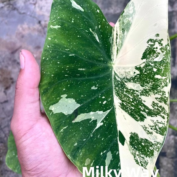 Colocasia Milky Way — appearance reference