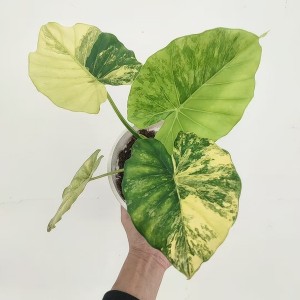 Alocasia Gageana ‘Aurea Variegata’ — Tissue Culture Plantlets
