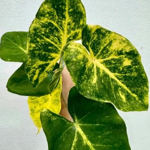 Alocasia New Guinea Gold — Tissue Culture Plantlets