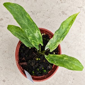 Alocasia lauterbachiana mint variegata — Tissue Culture Plantlets