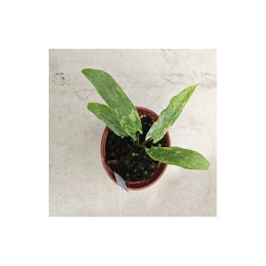Alocasia lauterbachiana mint variegata — Tissue Culture Plantlets