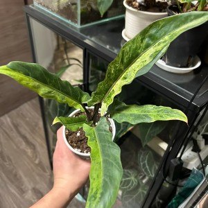 Alocasia Lauterbachiana Aurea Variegated — Tissue Culture Plantlets