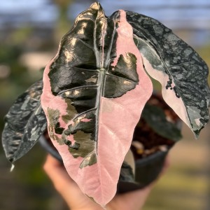 Alocasia Chantrieri Variegated(Pink) — Tissue Culture Plantlets