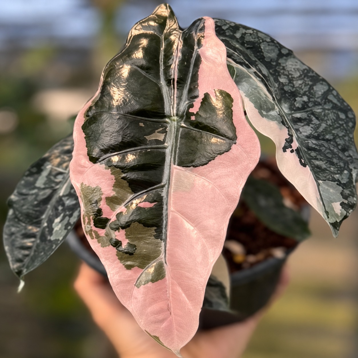 Alocasia Chantrieri Variegated(Pink) — appearance reference