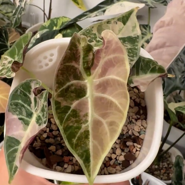 Alocasia doff Watsoniana pink variegata — appearance reference