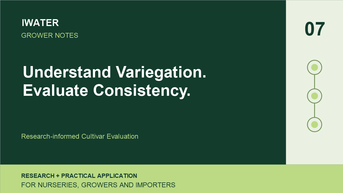 Understand Variegation. Evaluate Consistency. — Research-informed Cultivar Evaluation
