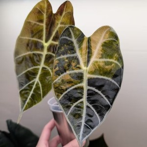 Alocasia Watsoniana Glossy Aurea Variegated — Tissue Culture Plantlets