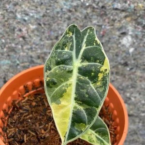 Alocasia Watsoniana Variegated(Aurea) — Tissue Culture Plantlets