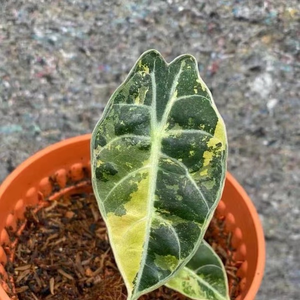 Alocasia Watsoniana Variegated(Aurea) — appearance reference
