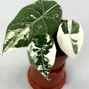 Alocasia Watsoniana Albo Variegated — Tissue Culture Plantlets