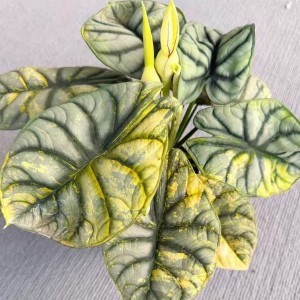 Alocasia Silver Dragon Aurea Variegated — Tissue Culture Plantlets