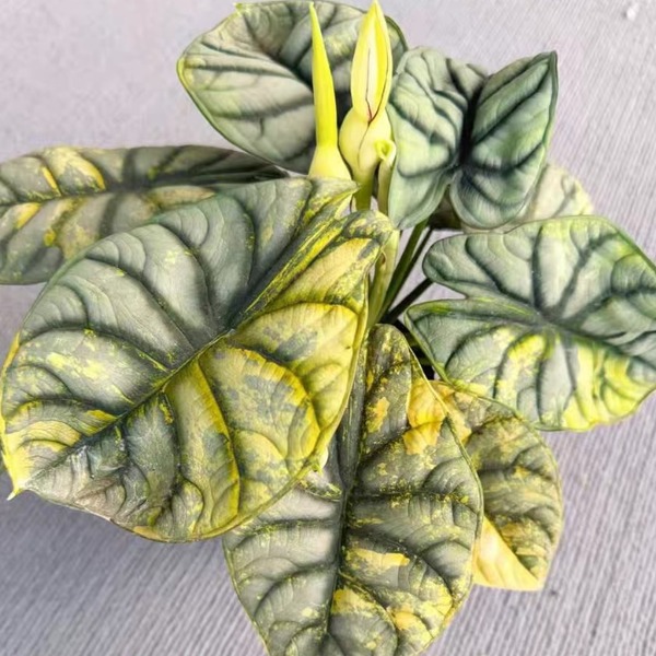 Alocasia Silver Dragon Aurea Variegated — appearance reference