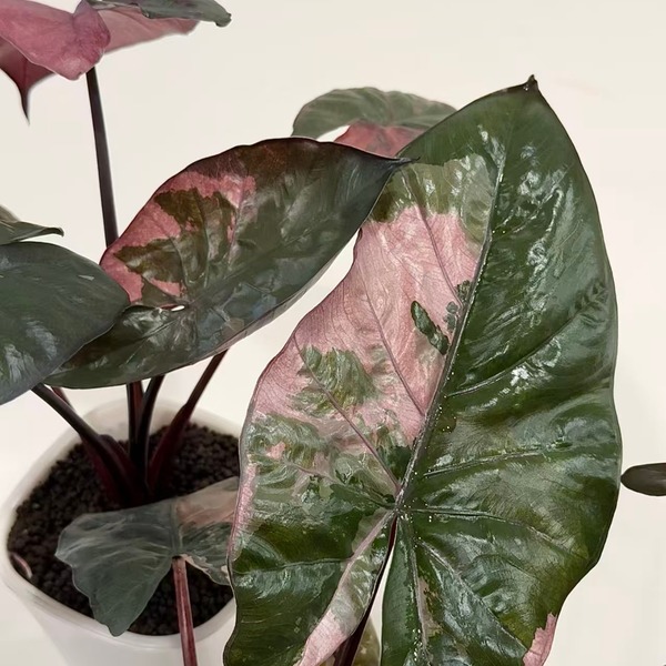 Alocasia Yucatan Princess Pink Variegated — appearance reference