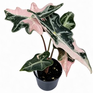 Alocasia Nobilis Pink — Tissue Culture Plantlets
