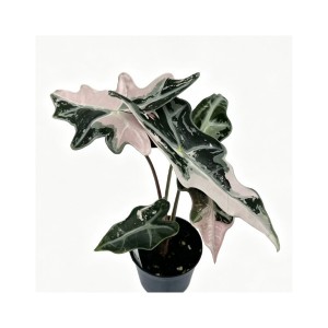 Alocasia Nobilis Pink — Tissue Culture Plantlets