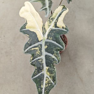 Alocasia sanderiana Aurea Nobilis’ — Tissue Culture Plantlets