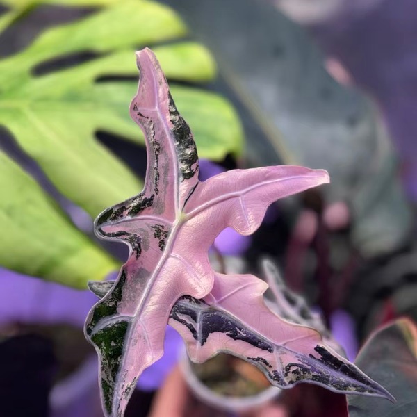 Alocasia Nobilis Pink Variegated K Version — appearance reference