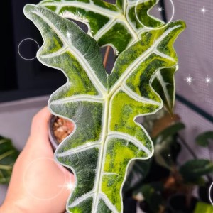 Alocasia Nobilis Aurea Variegated — Tissue Culture Plantlets