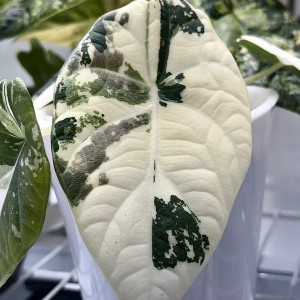 Alocasia Maharani Albo Variegated — Tissue Culture Plantlets