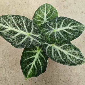 Alocasia Freckle Ninja — Tissue Culture Plantlets